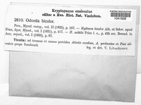 Resinicium bicolor image